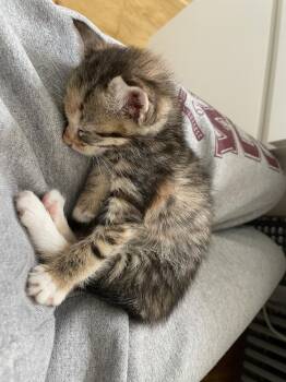 Little Bo Peep -  Domestic Short Hair Cat for Adoption in New York, New York - Little Bo Peep | PetCurious