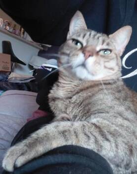 Domestic Short Hair Cats Available for Adoption - Bailey | PetCurious