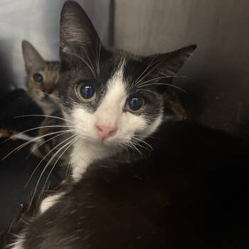 Moxley -  Domestic Short Hair Cat for Adoption in Valley, Alabama - Moxley | PetCurious