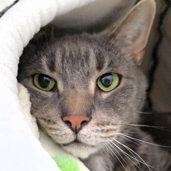 Grady -  Domestic Short Hair Cat for Adoption in Michigan City, Indiana - Grady | PetCurious