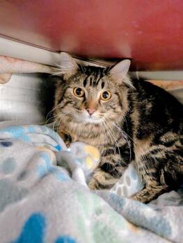 Domestic Medium Hair Cats Available for Adoption in Frisco, Colorado - SYLAS | PetCurious