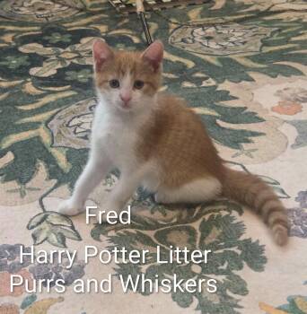 Fred -  Domestic Short Hair Cat for Adoption in New Hartford, New York - Fred | PetCurious