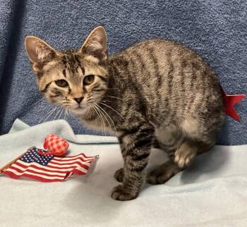 Jasper -  Domestic Short Hair and Tabby Cat for Adoption in Dublin, Ohio - Jasper | PetCurious