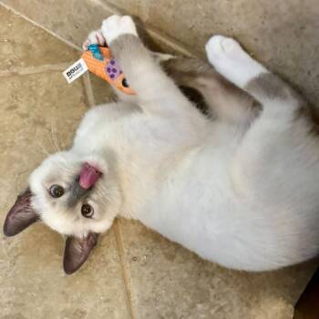 Astaire -  Siamese Cat for Adoption in Madison, Wisconsin - Astaire | PetCurious
