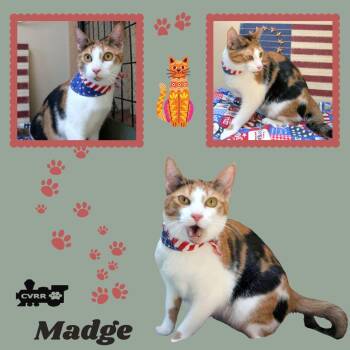 Madge (Cat) -  Calico Cat Available for Adoption in Lindsay, California - Madge (Cat) | PetCurious