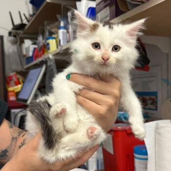 Ronnie -  Domestic Long Hair Cat for Adoption in Medina, Ohio - Ronnie | PetCurious