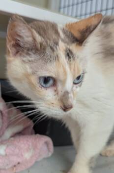 Rescue Calico Cats for Adoption in St. Augustine, Florida - Rosie | PetCurious