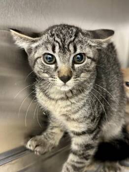 Peppermint -  Domestic Short Hair Cat for Adoption in Wichita, Kansas - Peppermint | PetCurious
