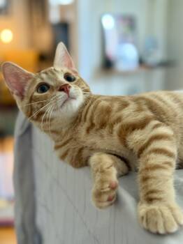 Sir Adler McNubbins, III, of the Royal McNubbins Family -  Domestic Short Hair Cat for Adoption in Syracuse, New York - Sir Adler McNubbins, III, Of The Royal McNubbins Family | PetCurious