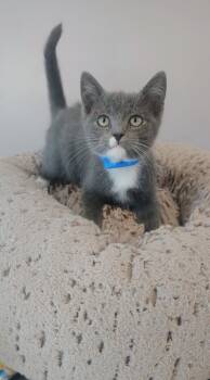 Rescue Domestic Short Hair Cats for Adoption in Athens, Tennessee - Kevin | PetCurious
