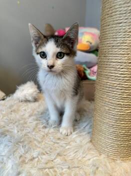 Rescue Domestic Short Hair Cats for Adoption in Clarksville, Tennessee - Remy Union | PetCurious