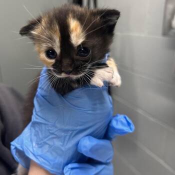 Strawberry -  Domestic Short Hair Cat for Adoption in Summerville, South Carolina - Strawberry | PetCurious