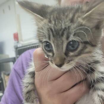 Carlos-C -  Domestic Short Hair Cat for Adoption in East St. Louis, Illinois - Carlos-C | PetCurious