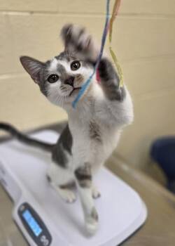 Forklift -  Domestic Short Hair Cat for Adoption in Westland, Michigan - Forklift | PetCurious
