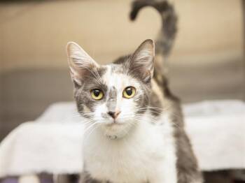 ELI -  Domestic Short Hair Cat for Adoption in Phoenix, Arizona - ELI | PetCurious