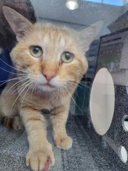 Domestic Medium Hair Cats Available for Adoption in Dallas, Texas - NANAMI | PetCurious