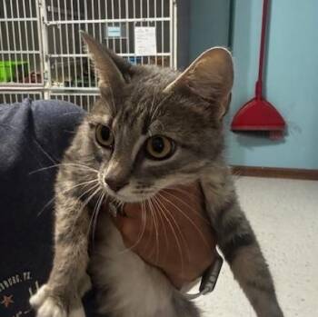 Ellie -  Domestic Short Hair Cat for Adoption in Hutchinson, Minnesota - Ellie | PetCurious