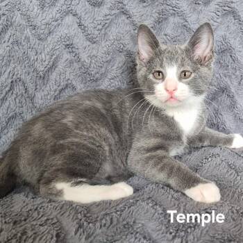 Temple -  Domestic Short Hair Cat for Adoption in Matteson, Illinois - Temple | PetCurious