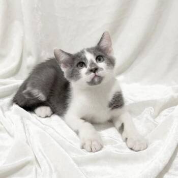 Smudge -  Domestic Short Hair Cat for Adoption in Miami, Florida - Smudge | PetCurious