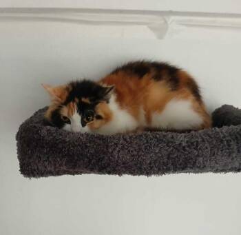 Domestic Long Hair Cats Available for Adoption - Alina | PetCurious