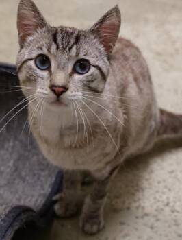 Cheech -  Domestic Short Hair Cat for Adoption in Baraboo, Wisconsin - Cheech | PetCurious
