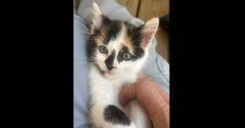 Domestic Short Hair Cats Available for Adoption in Groveland, Massachusetts - Hope | PetCurious