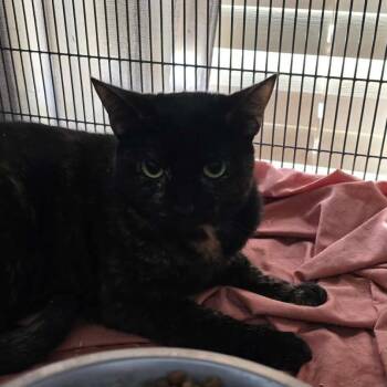 Emmy Cat RR BFSLC -  Domestic Short Hair Cat for Adoption in Las Vegas, Nevada - Emmy Cat RR BFSLC | PetCurious