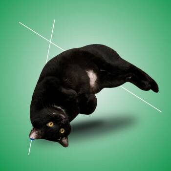 Domestic Short Hair Cats Available for Adoption - Draco | PetCurious