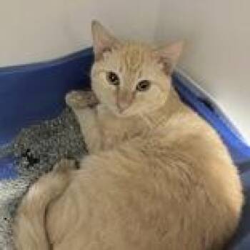 Duncan -  Domestic Short Hair Cat for Adoption in Hilliard, Ohio - Duncan | PetCurious