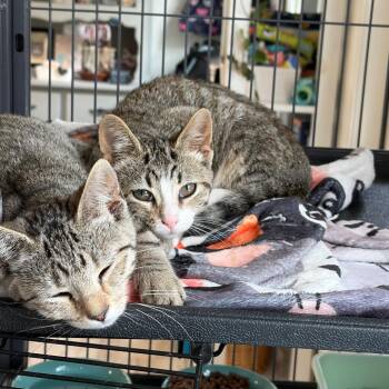 Mork -  Domestic Short Hair Cat for Adoption in Granville, Ohio - Mork | PetCurious