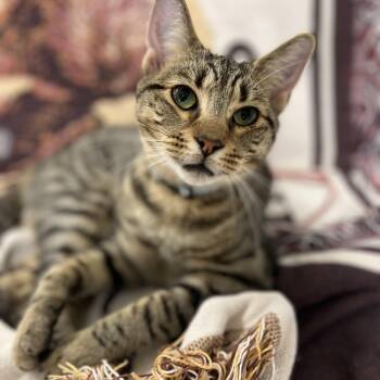Santino -  Domestic Short Hair and Tabby Cat for Adoption in Germansville, Pennsylvania - Santino | PetCurious