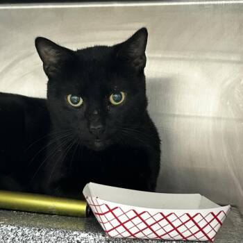 Bright-TNR -  Domestic Short Hair Cat for Adoption in Newark, New Jersey - Bright-TNR | PetCurious