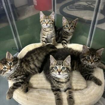 Tony -  Domestic Short Hair Cat for Adoption in Shinnston, West Virginia - Tony | PetCurious
