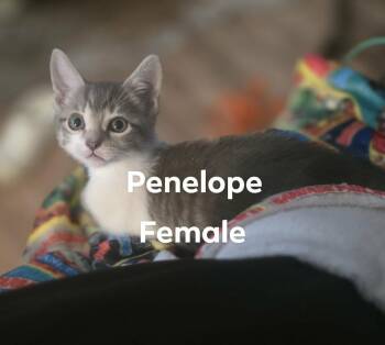 Penelope -  Domestic Short Hair Cat for Adoption in Darien, Georgia - Penelope | PetCurious