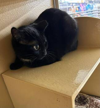 Domestic Short Hair Cats Available for Adoption - Martini | PetCurious