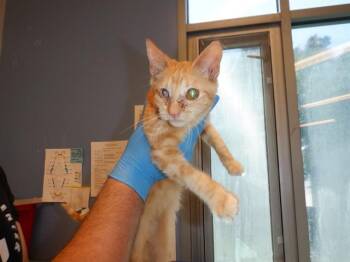 Domestic Short Hair Cats Available for Adoption in San Jose, California - SIMBA | PetCurious