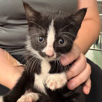 Clarisse -  Domestic Short Hair Cat for Adoption in Clearwater, Florida - Clarisse | PetCurious