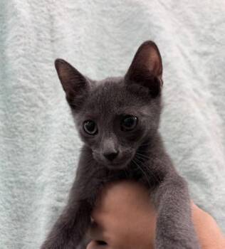 Bruno Tonioli -  Domestic Short Hair Cat for Adoption in Honolulu, Hawaii - Bruno Tonioli | PetCurious