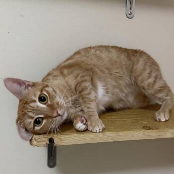 Ginny Weasley -  Domestic Short Hair Cat for Adoption in Long Beach, Mississippi - Ginny Weasley | PetCurious
