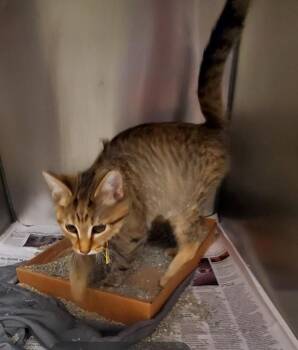 YUMM -  Domestic Short Hair Cat for Adoption in St. Louis, Missouri - YUMM | PetCurious