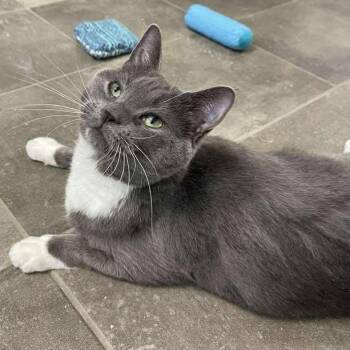 Crunchwrap Supreme -  Domestic Short Hair Cat for Adoption in Winthrop, Maine - Crunchwrap Supreme | PetCurious
