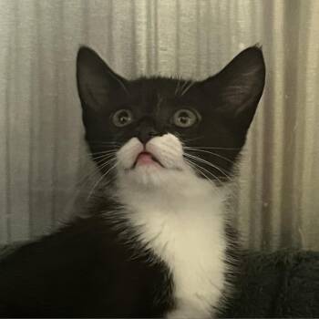 Hera -  Domestic Short Hair Cat for Adoption in Lynchburg, Virginia - Hera | PetCurious