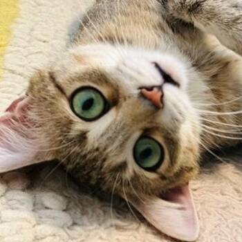 Domestic Short Hair Cats Available for Adoption in Chicago, Illinois - Fable | PetCurious