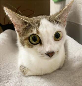 Queenie -  Domestic Short Hair Cat Available for Adoption in Nashville, Tennessee - Queenie | PetCurious