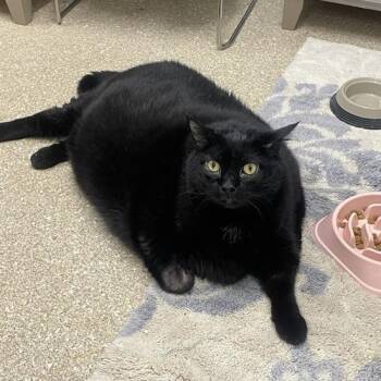 Nick -  Domestic Short Hair Cat for Adoption in Prince Frederick, Maryland - Nick | PetCurious