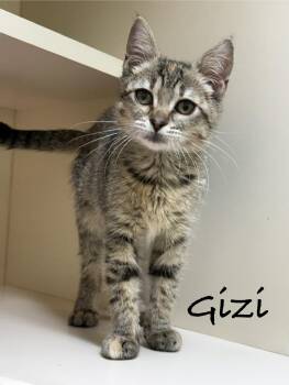 Gizi -  Domestic Short Hair Cat for Adoption in Pawleys Island, South Carolina - Gizi | PetCurious
