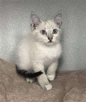 BJORN -  Domestic Short Hair Cat for Adoption in Dallas, Texas - BJORN | PetCurious