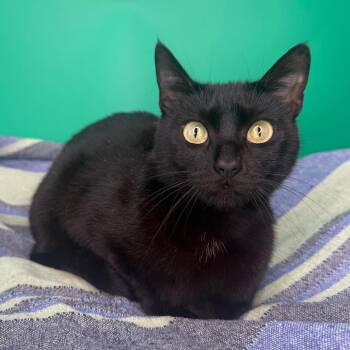 Domestic Short Hair Cats Available for Adoption - Bean | PetCurious