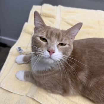 American Shorthair Cats Available for Adoption in Houston, Texas - Scoobie (bonded W/ Jimmy Jr.) | PetCurious