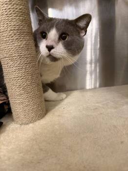Domestic Short Hair Cats Available for Adoption - Mickle | PetCurious